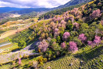 Forest full of wild sakura is blooming in springtime 2023, the color change gives the scenery vivid and gorgeous look in the highlands on the outskirts of Da Lat, Vietnam