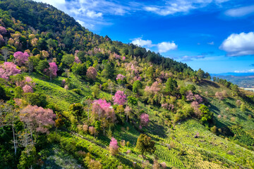 Forest full of wild sakura is blooming in springtime 2023, the color change gives the scenery vivid and gorgeous look in the highlands on the outskirts of Da Lat, Vietnam