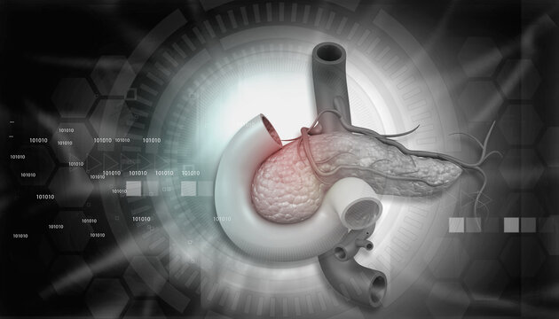 Pancreas anatomy. 3d digital illustration.
