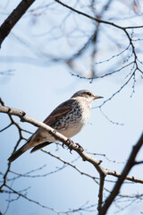 冬の桜の枝に止まり辺りを見渡すツグミ