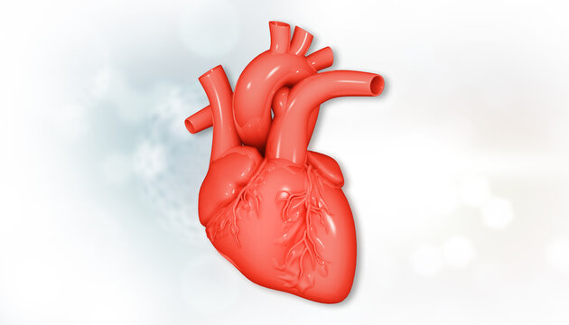 Human heart anatomy on isolated white background. 3d illustration