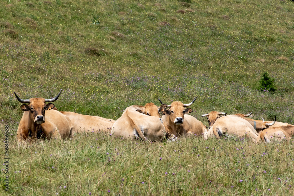 Poster vaches allongées dans un pré