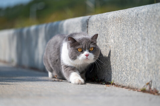 British shorthair cat crawling on all fours