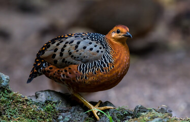 ferruginous partridge (Caloperdix oculeus) The body is orange. The wings are yellow. There are gray spots on the legs. There are two spikes on each side found in Kaeng Krachan forest.