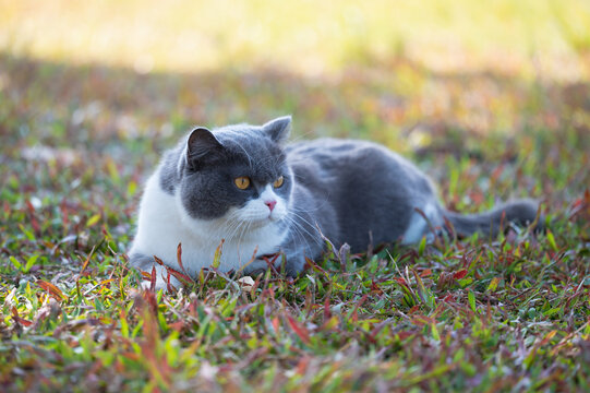 British shorthair cat lying on the grass