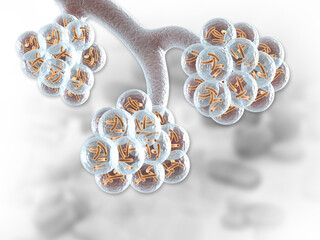 Lungs alveoli on isolated background. 3d illustration.
