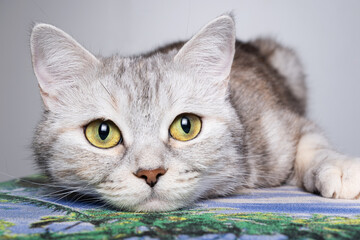 Gray cat lying on a pillow, close-up portrait
