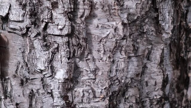 uneven textured surface of birch bark, tree trunk. birch white and black texture pattern in the forest. abstract, natural background. close up. selective focus.