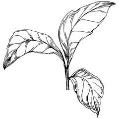 Vector physalis summer. Isolated botanical flower, leaves. Black and white engraved sketch ink art. Leaf plant botanical garden floral foliage. Wildflower drawing leaf illustration element.