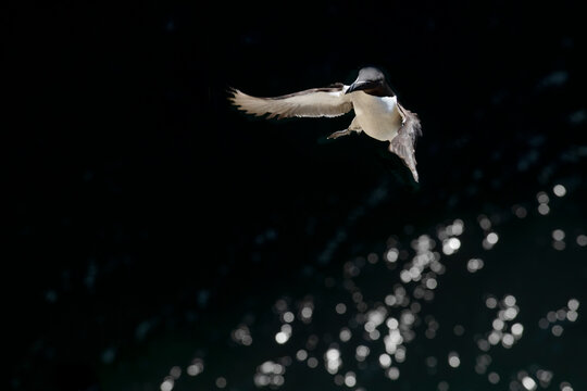 Common Guillemot flying on sunny day