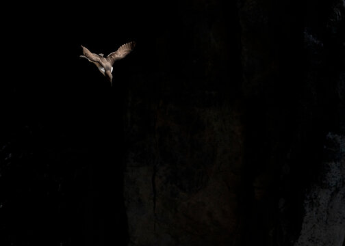 Common Guillemot flying in front of black wall