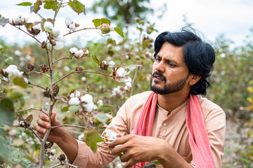 Young indian farmer checking cotton crop growth at field - concept of Traditional farming, cultivation and farm produce.