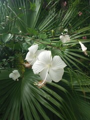 White hibiscus flowers with palm tree backdrop