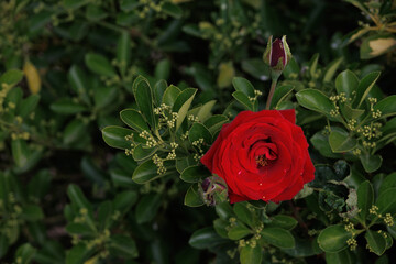  big red romantic rose in the garden against the background of green leaves on a summer day