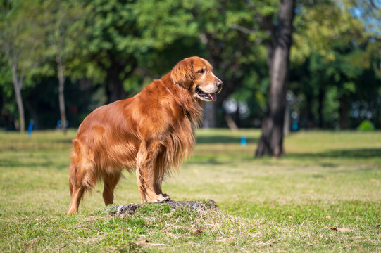 Golden Retriever on the grass in the park