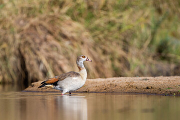 Egyptian Goose swimming in the calm waters of the Kruger National Park