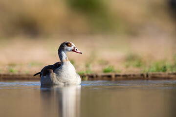 Egyptian Goose swimming in the calm waters of the Kruger National Park