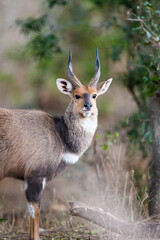 Young African Bushbuck walking through the long grass