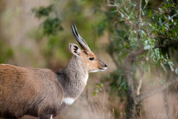 Young African Bushbuck walking through the long grass