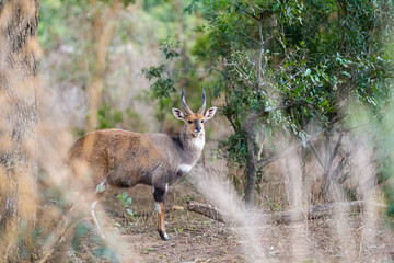 Young African Bushbuck walking through the long grass