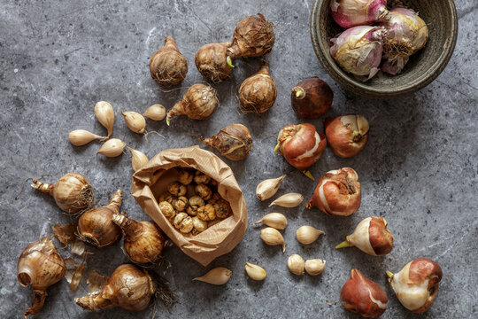 Studio shot of various plant bulbs lying against gray surface