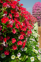 Fototapeta na wymiar Red and white petunias in the flower garden