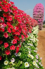Red and white petunias in the flower garden