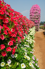 Naklejka premium Red and white petunias in the flower garden
