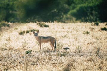 Black-backed jackal