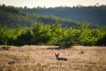 Black-backed jackal on the road in Botswana