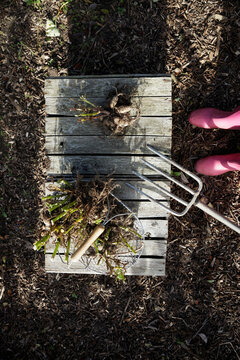 Boots of woman standing in front of freshly dug dahlia tubers