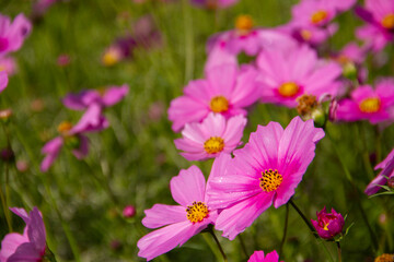 Obraz premium Close up pink cosmos flowers on cosmos field blurred background.