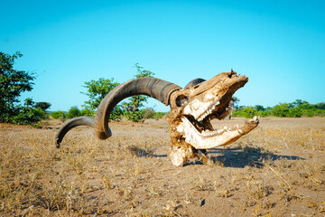 Kudu skull