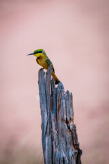 Little Bee-Eater