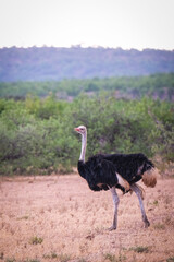 Naklejka premium ostrich in the savannah