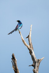 blue bird on a branch