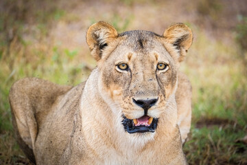 Obraz na płótnie Canvas Fresh Lioness in the wild