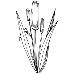 Sketch reeds leaves isolated, suitable for nature concept, summer and holiday. Black and white clip art isolated. Antique vintage engraving illustration for emblem. Herbal medicine.