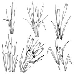 Sketch reeds leaves isolated, suitable for nature concept, summer and holiday. Black and white clip art isolated. Antique vintage engraving illustration for emblem. Herbal medicine.