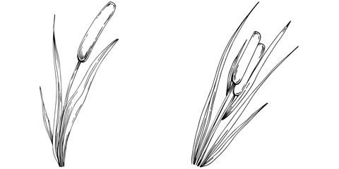 Sketch reeds leaves isolated, suitable for nature concept, summer and holiday. Black and white clip art isolated. Antique vintage engraving illustration for emblem. Herbal medicine.