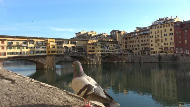 A pigeon walking on the low wall on the Arno river embankment near the Ponte Vecchio (old bridge) in Florence, Italy