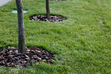 growing young trees in the city