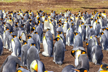 Volunteer Point, Falkland Islands, UK