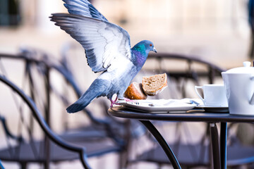 Pigeon gourmand
