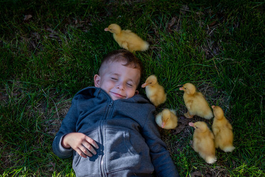 Little boy laughing as six baby ducks walk around him