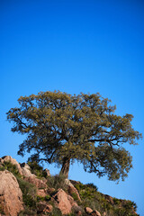 Obraz premium hilly with cork oaks and yellow fields in late summer