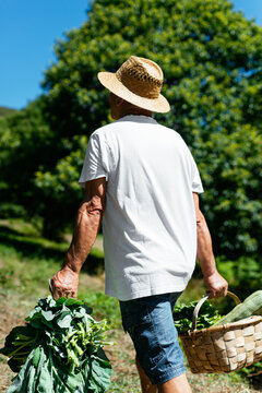 Senior Man Walking With A Basket Of Vegetables