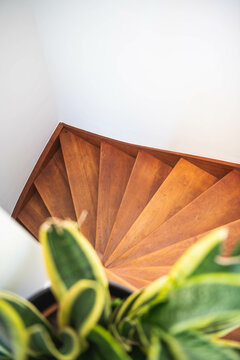 A snake plant at the top of a wooden stairs