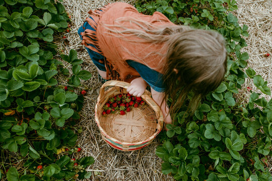 Girl picking strawberries in field on a summer day