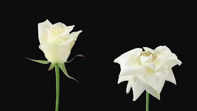 Time lapse of opening and dying white Bianca roses with ALPHA transparency channel isolated on black background
